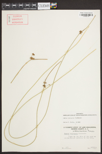 Juncus coriaceus image