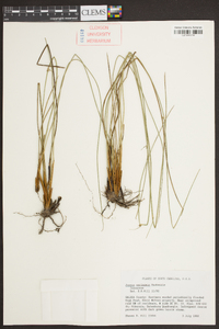 Juncus coriaceus image