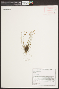 Juncus debilis image