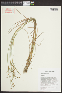 Juncus debilis image