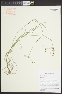 Juncus debilis image