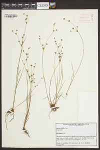 Juncus debilis image