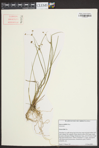 Juncus debilis image