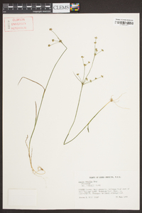 Juncus debilis image