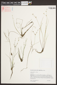 Juncus debilis image