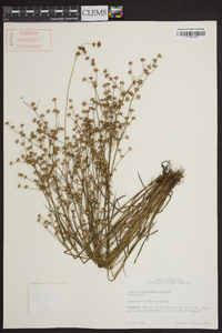 Juncus diffusissimus image