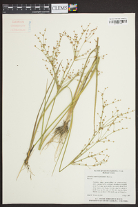 Juncus diffusissimus image