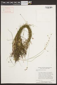 Juncus diffusissimus image