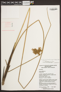 Juncus effusus var. solutus image