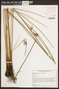 Juncus effusus var. solutus image