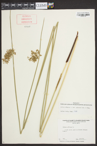 Juncus effusus var. solutus image