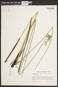 Juncus effusus var. solutus image