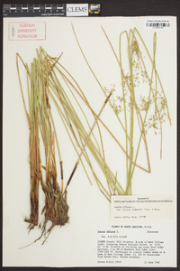 Juncus effusus var. pylaei image