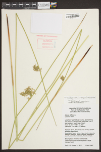 Juncus effusus var. solutus image