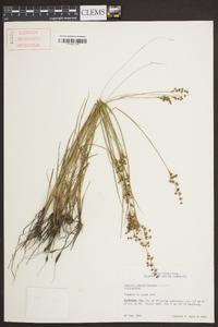 Juncus elliottii image