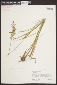 Juncus elliottii image