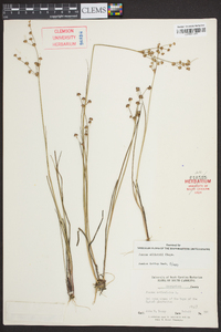 Juncus elliottii image