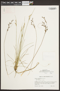 Juncus georgianus image