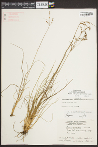 Juncus georgianus image