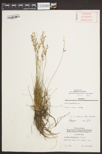 Juncus georgianus image