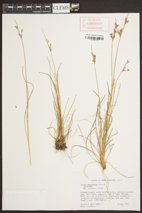 Juncus georgianus image