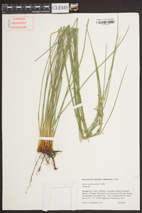 Juncus gymnocarpus image