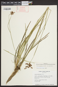 Juncus marginatus var. marginatus image