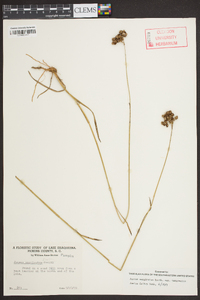 Juncus marginatus var. marginatus image