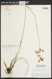 Juncus megacephalus image