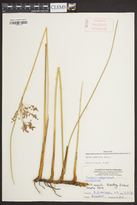 Juncus roemerianus image