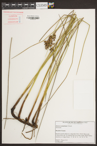 Juncus roemerianus image