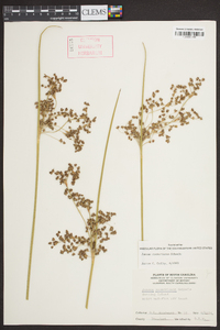 Juncus roemerianus image