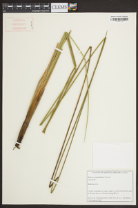 Juncus roemerianus image