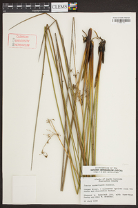 Juncus roemerianus image