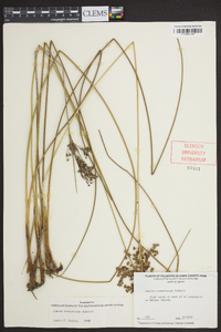 Juncus roemerianus image