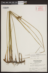 Juncus roemerianus image