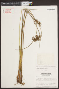 Juncus roemerianus image