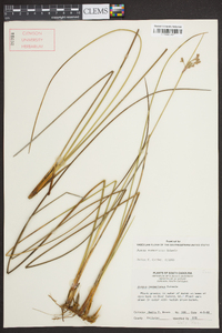 Juncus roemerianus image