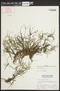 Juncus repens image