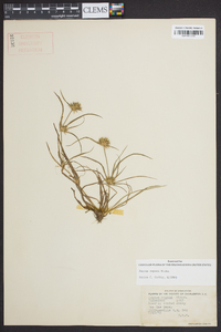 Juncus repens image