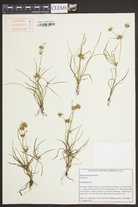 Juncus repens image