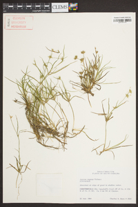 Juncus repens image