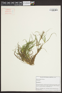 Juncus repens image