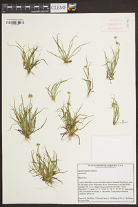 Juncus repens image