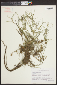 Juncus repens image