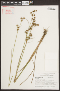 Juncus scirpoides image