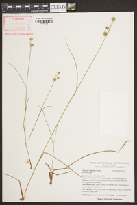 Juncus scirpoides image