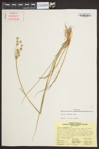 Juncus scirpoides image