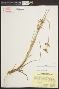 Juncus scirpoides image