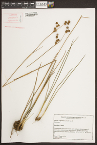 Juncus scirpoides image